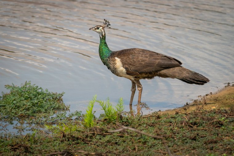 118 Yala NP, pauw.jpg